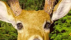 Redneck Deer Huntin' - tanggal rilis untuk Windows 3.x