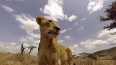Virry VR: Feel the Wild - permainan dalam genre Simulator
