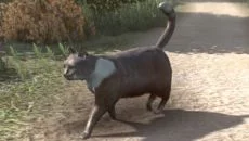 Goose Simulator mirip dengan Goose Simulator