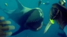 theHunter: Call of the Wild mirip dengan theHunter: Call of the Wild