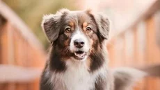 WhamBam Warriors - Puzzle RPG mirip dengan WhamBam Warriors - Puzzle RPG