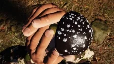 Mushroom Picker Simulator - permainan dalam genre Permainan edukatif (Pendidikan)