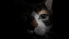 The First Tree mirip dengan The First Tree