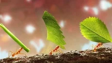 Infinity Kingdom mirip dengan Infinity Kingdom