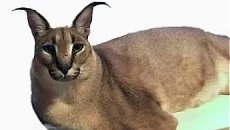 Big Floppa - permainan dalam genre Arkade