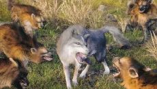 Wild Wolf Game - permainan dalam genre Isometri