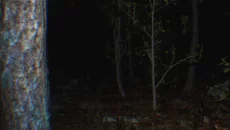 P.T. Remake mirip dengan P.T. Remake