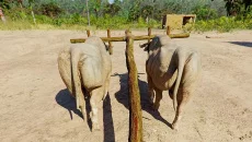 Ancient Farm
