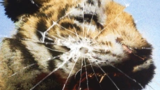 Wildlife Warfare - permainan dalam genre Daring