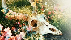 The Fading of Nicole Wilson - permainan dalam genre Pandangan dari orang pertama